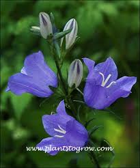 Image result for Campanulaceae