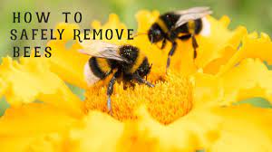 Set up the trap at dusk when the bees aren't active and within a few days the swarming issue should subside. How To Get Rid Of Bumble Bees Nest In Ground Barn Or Under Flooring