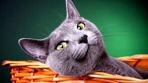 Others like the activity of the city. 50 Free Hd Cat Wallpapers