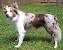Short Haired Blue Merle Collie