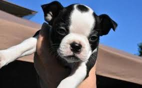 Welcome to the online home of riot boston terriers. 6 Weeks Old Boston Terrier Puppies For Sale In Va In Emporia Virginia Puppies For Sale Near Me