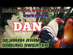 #gamewolf #gamefarm #ayamsabung2020 #sabungayam2020 ayam sabung taji ayam sabung pisau ayam sabungan ayam sabung peru ayam islam sabung ayam derby sabung ayam di malaysia ayam sabung ecer ayam sabung ekor panjang sabung ayam enrekang sabung ayam jalak emas. Asal Mula Dan Sejarah Ayam Sabung Sweater Youtube