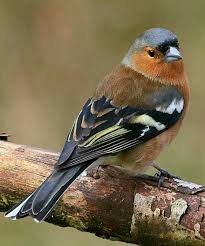 Pinson Des Arbres Prachtige Vogels Vogels Wilde Vogels