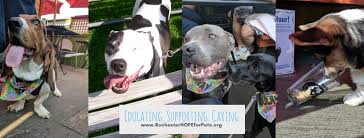 Rochester dog walkers is the premier pet sitting and dog walking company serving pittsford, penfield, victor, webster, irondequoit and greater rochester ny. Rochester Hope For Pets Home Facebook