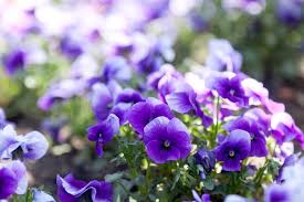 Macam macam bunga hias, nama bunga warna ungu, kumpulan macam macam bunga lengkap, nama bunga terindah di dunia, nama nama bunga tanaman hias yang berwarna ungu berita terkini 01 06 2019 bunga lavender yang berwarna ungu mengandung zat linalool dan lynalyl. 10 Nama Bunga Ini Ternyata Juga Cocok Untuk Nama Bayi Perempuan Orami