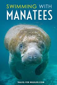 Swimming With Manatees In Crystal River Florida Swimming With Manatees Crystal River Florida Manatee