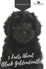 Winnie the goldendoodle at 8 months. 5 Things You Didn T Know About Black Goldendoodles