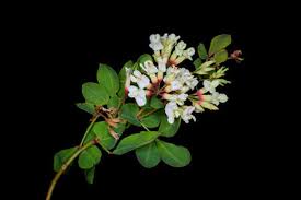 Image result for Lotus namulensis