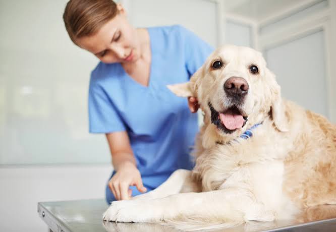 Why Transparency About Costs Matters In Veterinary Clinics