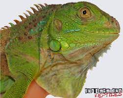 Baby Green Iguanas For Sale Underground Reptiles Iguana For Sale Green Iguana Underground Reptiles