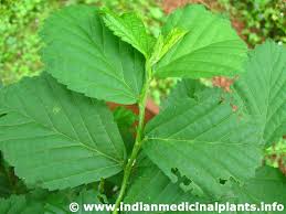 Image result for Sida acuta