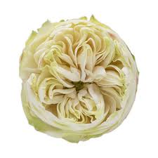 Direct buy from italian handbag brands. Rose Garden Kahala White Cut Roses Flower Suppliers Wholesale Flowers Direct
