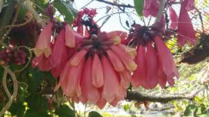 Image result for Tecomanthe dendrophila