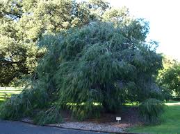 Image result for Agonis flexuosa