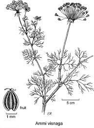 Visnaga Facts And Health Benefits