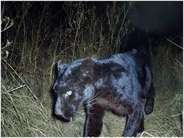 Bobcat owners club.more than just a forum. Mountain Lions Kentucky Department Of Fish Wildlife