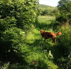Smithville Tn Animals Dogs Nature