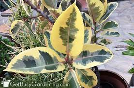 There are a few other spots i am able to see in your picture that have blackened. How To Care For Rubber Plants The Ultimate Guide Get Busy Gardening