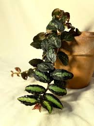 Image result for Pellaea doniana