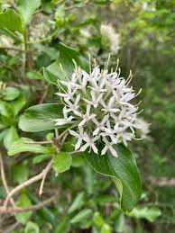 Image result for Pavetta comostyla