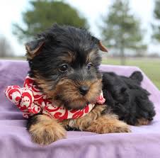 Browse cute pups for sale listed near you. Silky Terrier Puppies Pet City Pet Shops
