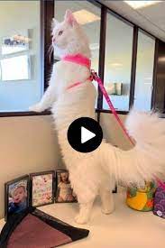 Surprise Surprise Surprise Amazing 10 Funny Animal Videos Funny Animals Funny Gif