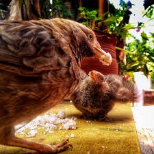 Easily browse through english vocabulary, listen the sentences or copy them. File Mother Bird And Child Jpg Wikimedia Commons