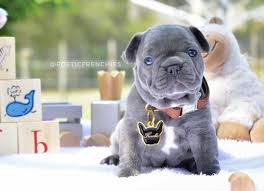 Pets offered by humane societies and shelters, owners and breeders gorgeous boston french bulldog puppies blue fawns and sables from genetic health tested lines please give your number when requesting. French Bulldog Puppies For Sale Under 1000 Pets Lovers