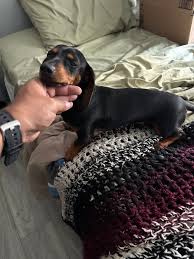 11 month old female. Located in Texas. Please contact the rescue directly  or comment