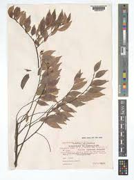 Image result for Hymenocardia ulmoides