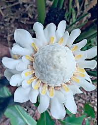 Image result for Laggera elatior