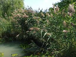 Image result for Phragmites australis