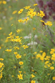 Image result for Bidens grantii