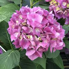 No need to fight or to think that they are somehow misbehaving. Hydrangea Lets Dance Rave Buy Hydrangea Big Leaf Shrubs Online