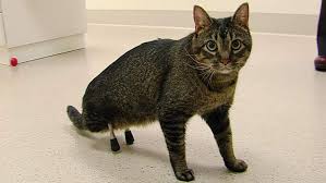 Ruyada Sakat Kedi Gormek Ruyandagor Com