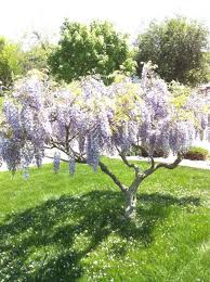 Grow bigger, healthier blooms with the correct pruning methods. Weeping Lilac Tree Just Took This Photo Via Dpbkmb Lilac Tree Flowering Trees Garden Trees