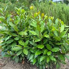 Image result for bay leaf bush foto