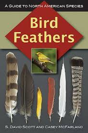 feather identification guide bird feathers guide bird