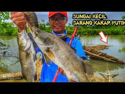 Cara mancing kakap putih di siang hari. Saling Sikut Pada Berebut Mancing Kakap Putih Litetube