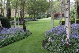 Birch Bluebells Grove Highlands Silver Southern Underplanted Whitley Silver Birch Birch Trees Garden Birch Trees Landscaping Metal Garden Fencing