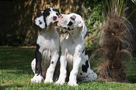 $800 (humble ) pic hide this posting restore restore this posting. Great Dane Puppies For Sale Akc Puppyfinder