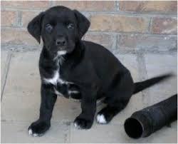 Black And White Labrador Puppy Black Lab Puppies With White Markings Cute Baby Animals White Labrador Black Lab Puppies Lab Puppies
