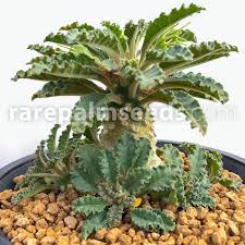 Image result for Dorstenia