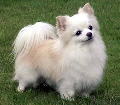 Long hair makes most dog breeds look cute and outstanding but grooming needs are in most cases high. Pomeranian Long Hair White Novocom Top