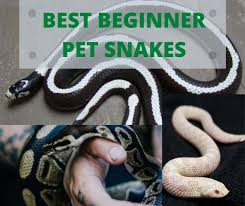 Best Pet Snakes For Beginners In 2020 Pet Snake Pets Snake