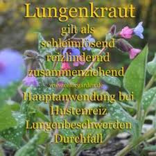 Rezepte Mit Der Knoblauchsrauke Lungenkraut Heilpflanzen Krauter