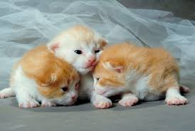 Facts About Cats And Kittens Pets Newborn Kittens Baby Kittens Fleas On Kittens