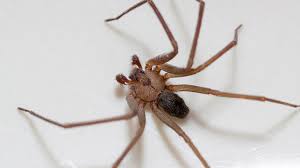 The smaller your pet is. Wolf Spider Bite Pictures Treatment Symptoms And More