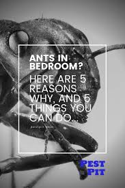 Lastly, call a pest control by sealing doors and windows with special weather stripping materials, ants won't even be able to enter. Why Do I Have Ants In My Bedroom Here Are 5 Reasons Pest Pit