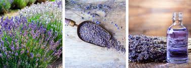 Lavender is usually used to treat restlessness, insomnia, tension and depression. Lavender Plant Uses And Benefits Summerwinds Az